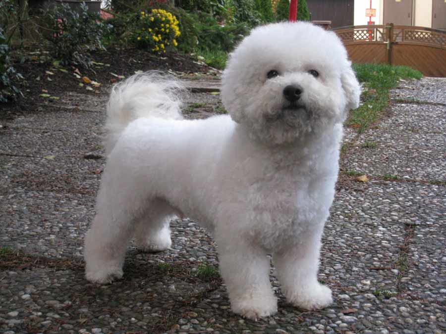 Bichon Frise