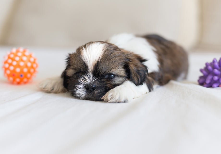 Shih Tzu