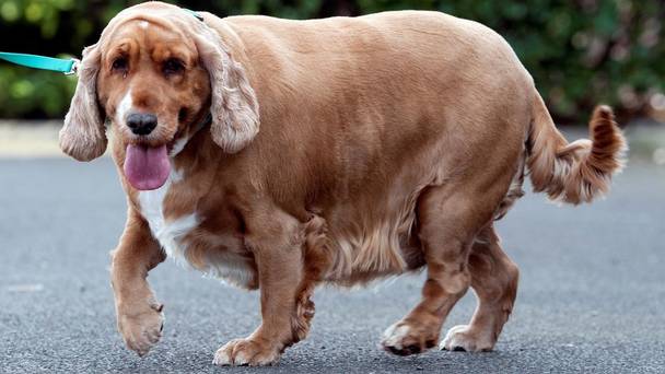 Cocker Spaniel