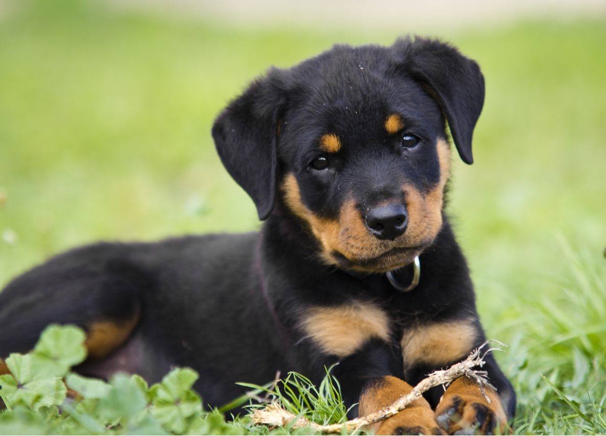 Rottweiler