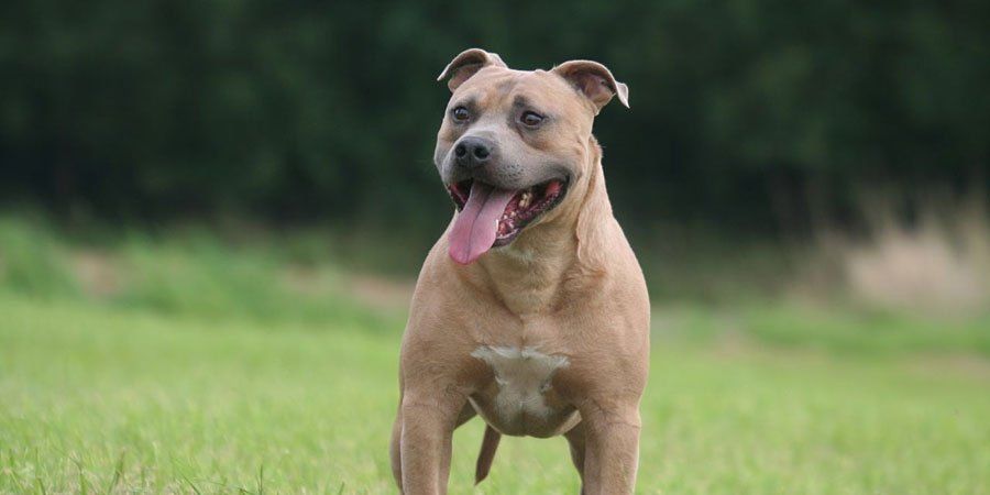 Staffordshire Bull Terrier