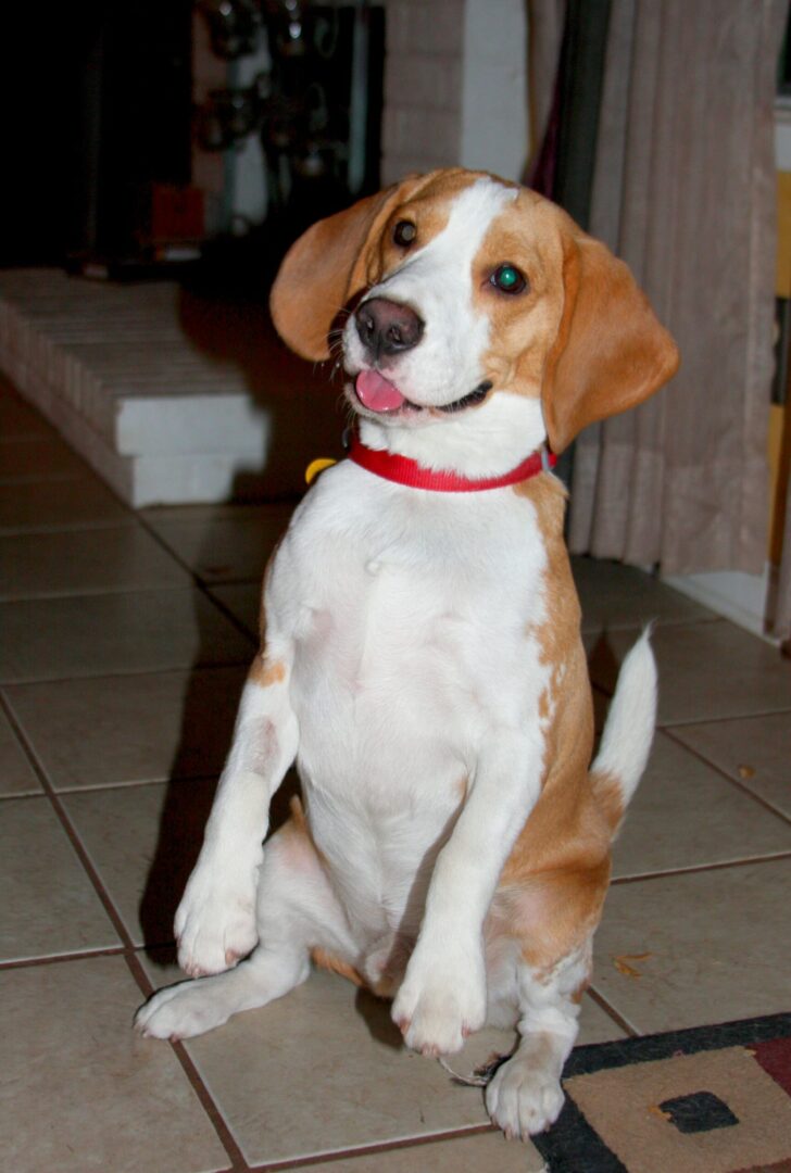 Puppy Begging