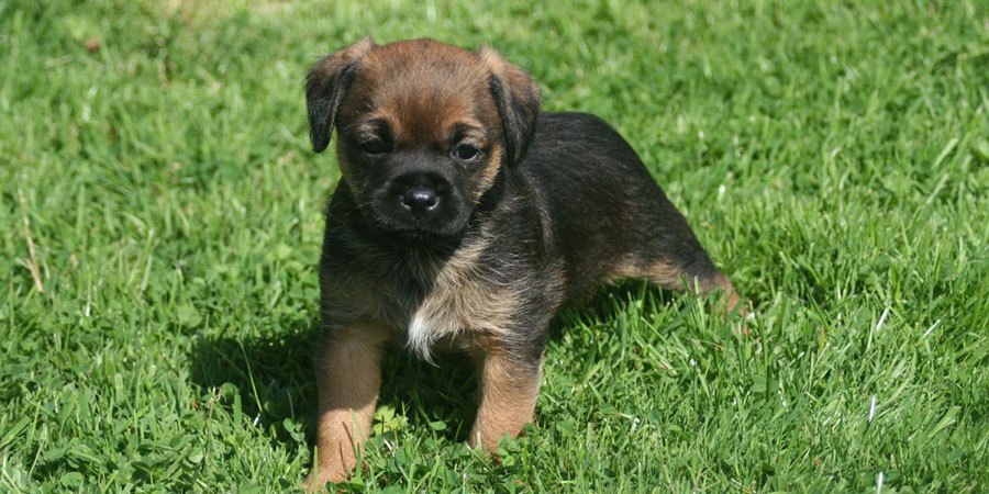 Border Terrier