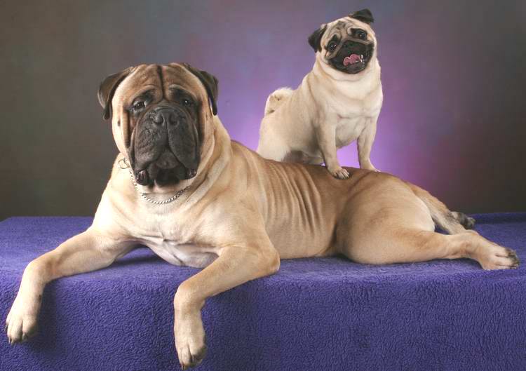 Bullmastiff