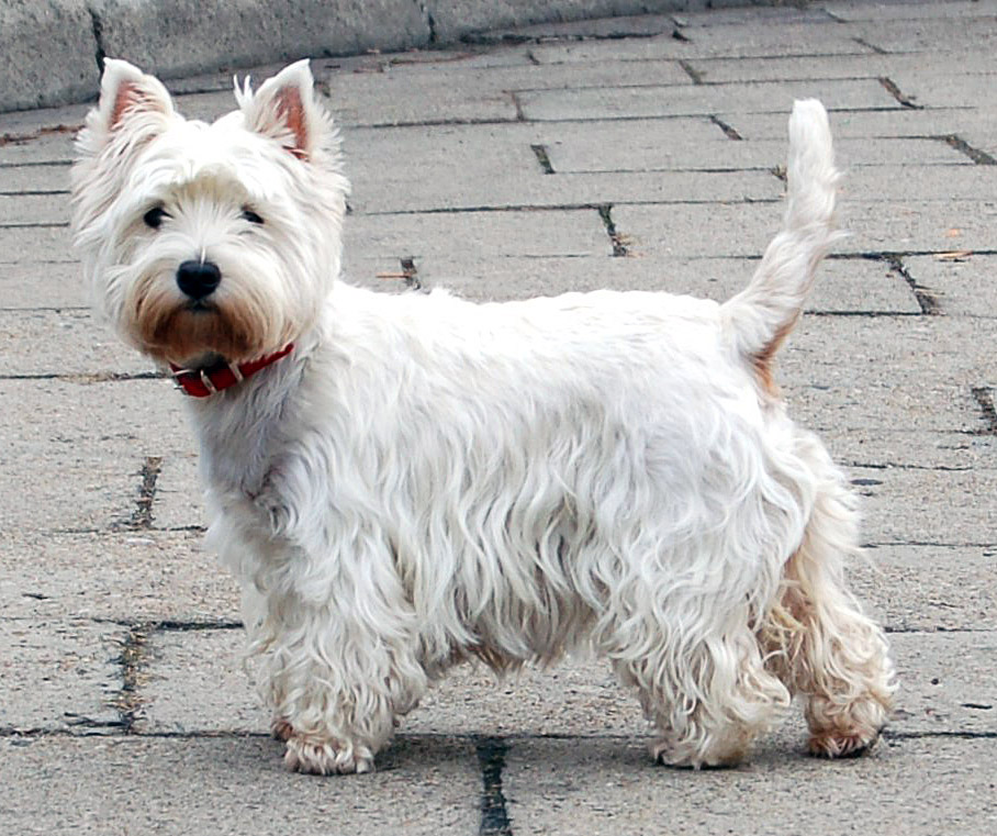 West Highland Terrier