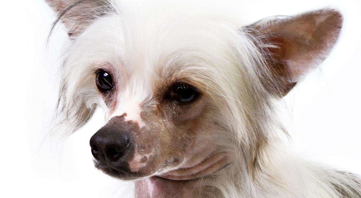 Chinese Crested