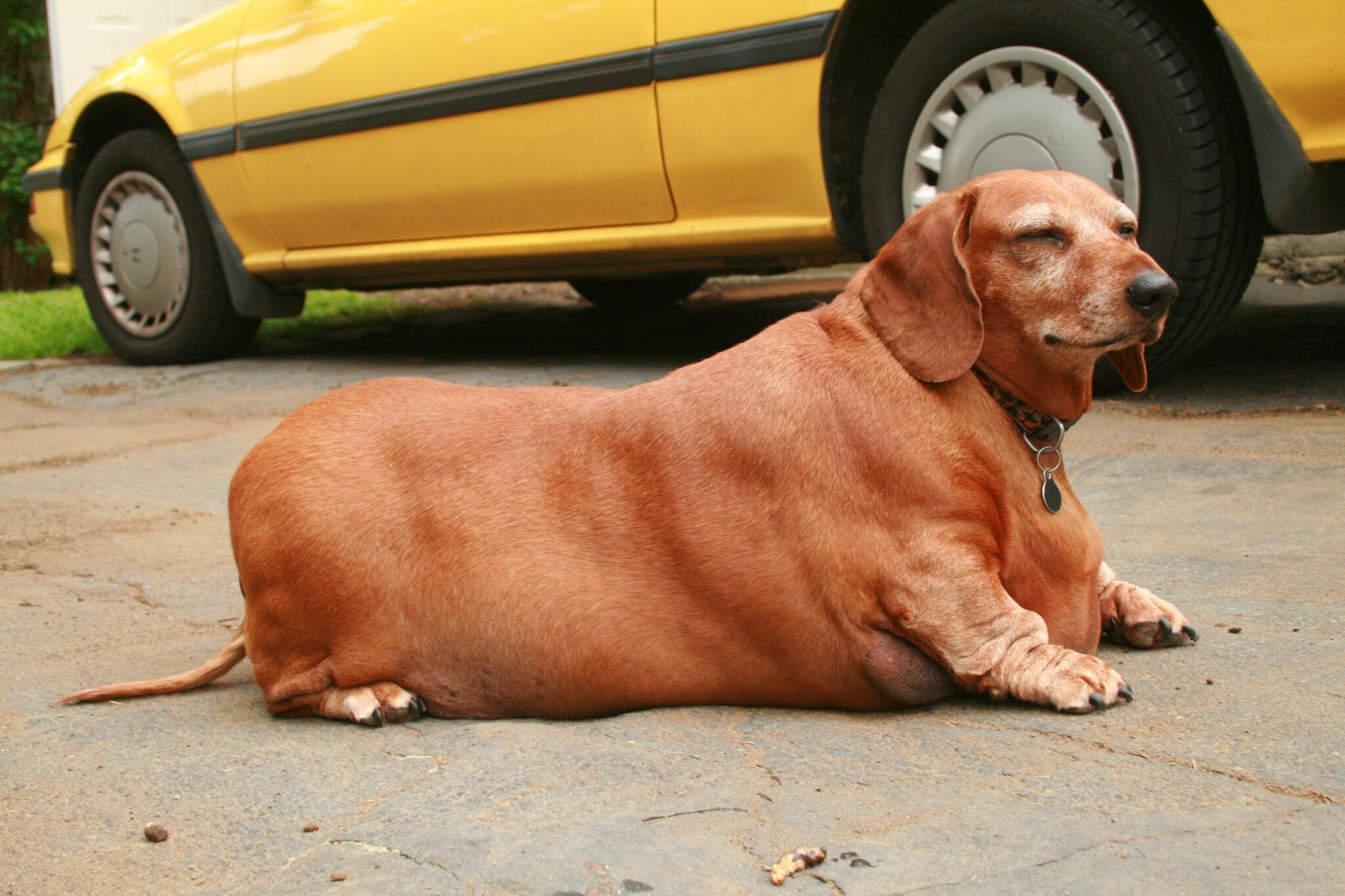 15 Fattest Dog Breeds (Growth & Strength) Simply For Dogs