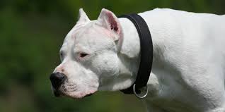 Dogo Argentino