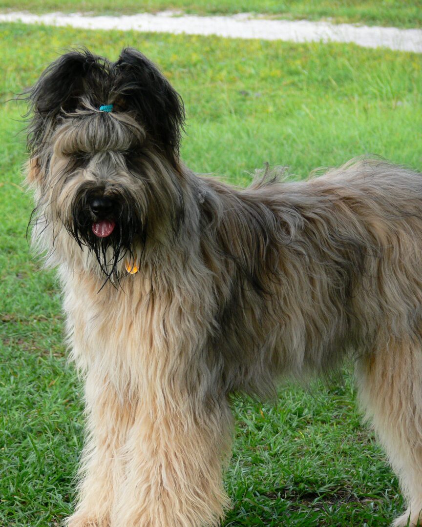 Breed of the Week: The Briard (Caring, Diet and More) - Simply For Dogs