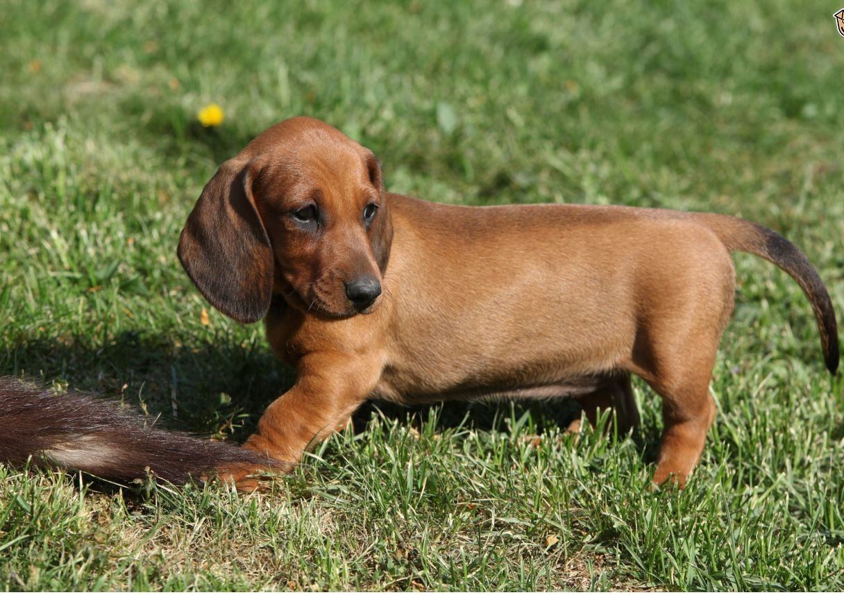 Dachshund