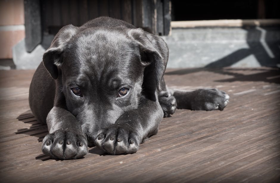 Cane Corso