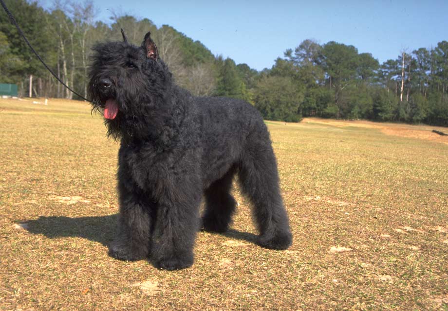 Bouvier des Flandres