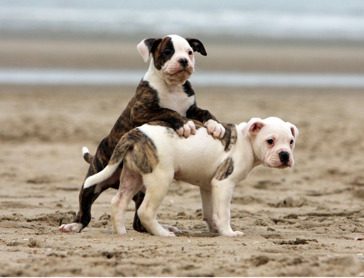 American Bulldog