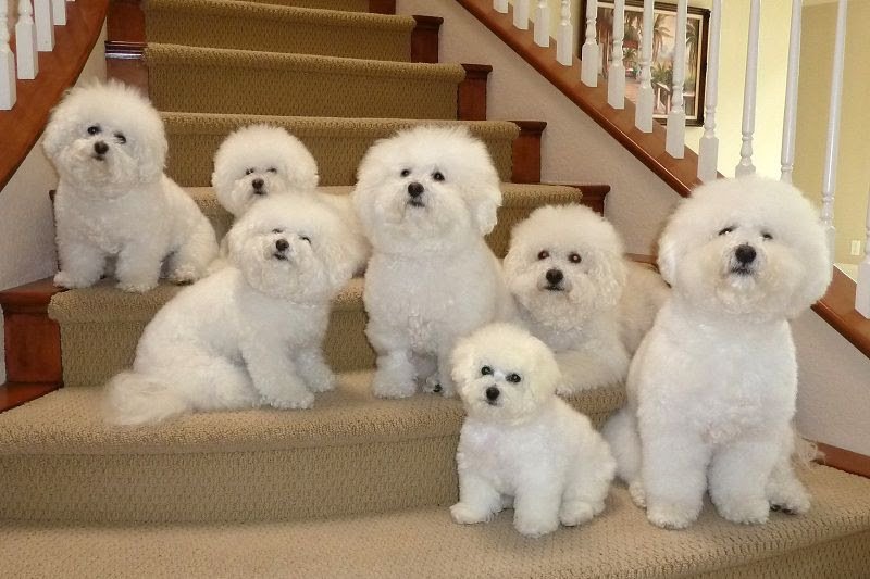 Bichon Frise