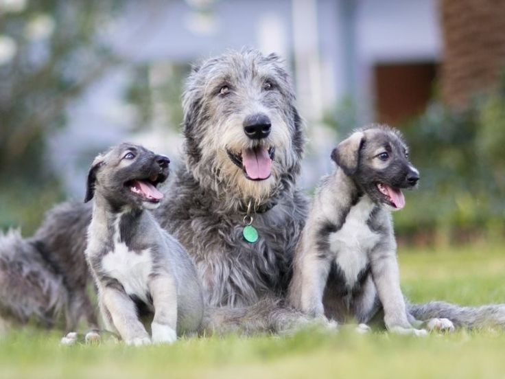  Irish Wolfhound