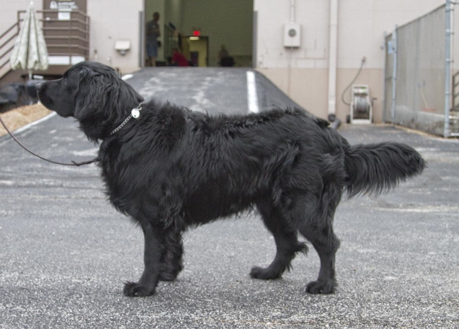 Moscow Water Dog