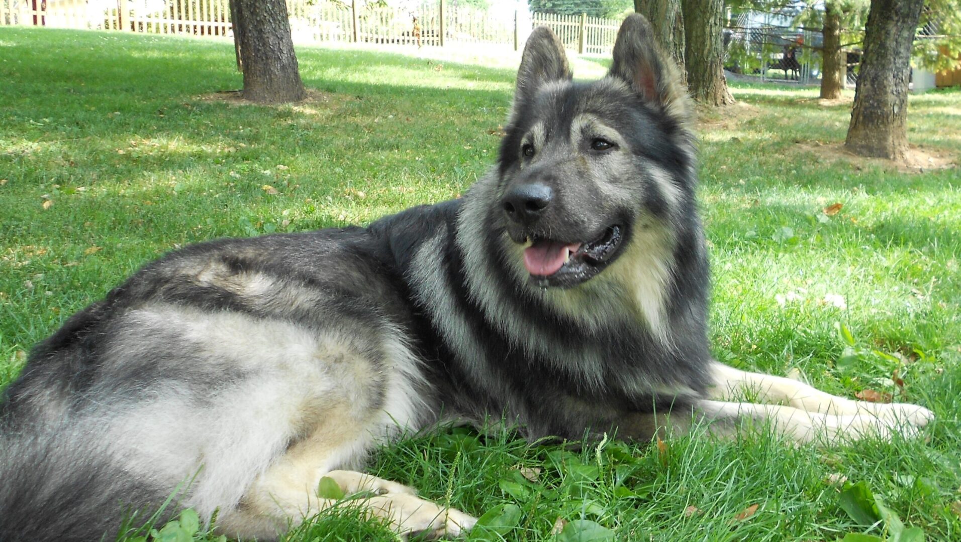 American Alsatian