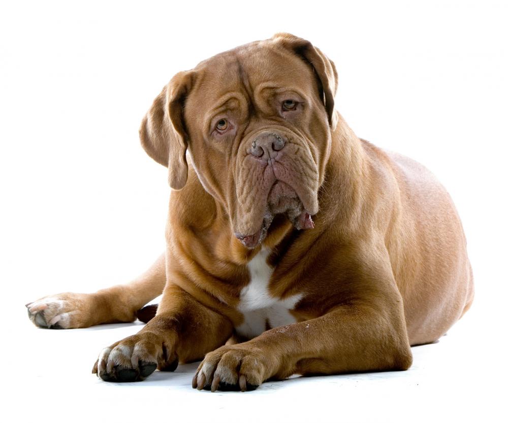 Bull Mastiff