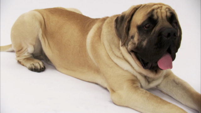 English Mastiff