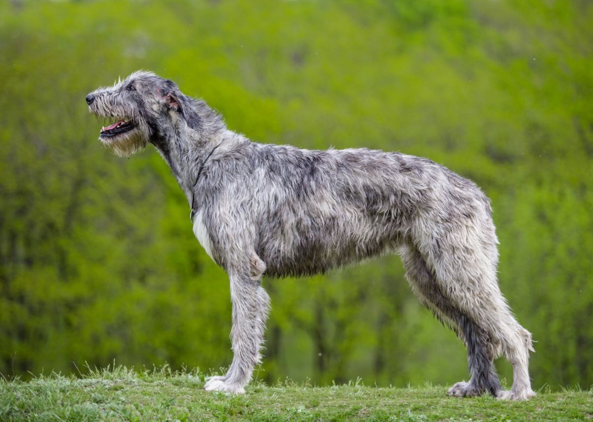 Irish Wolfhound