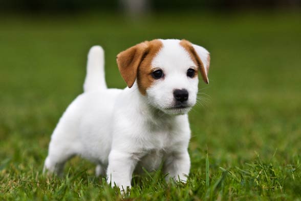 Jack Russell Terrier