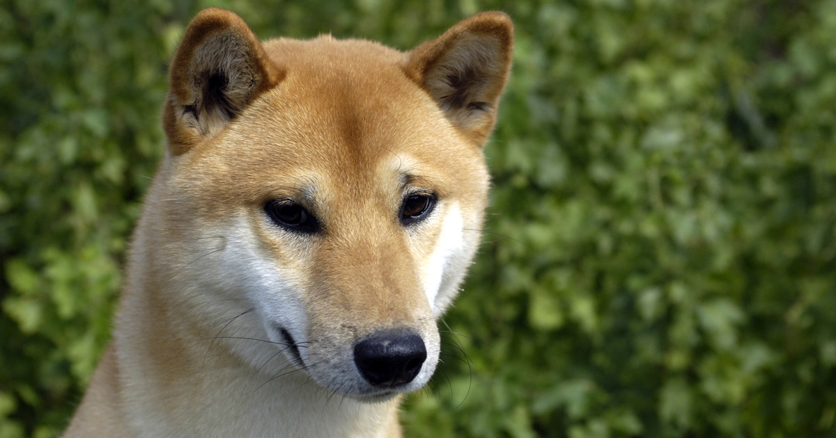 Canaan Dog