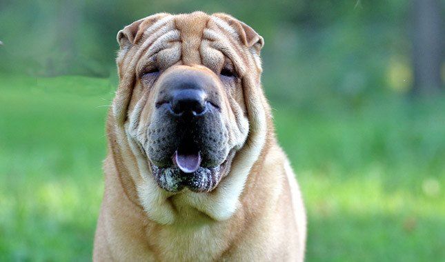 Chinese Shar-Pei