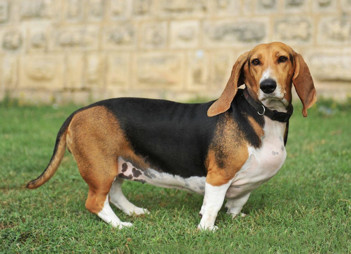 Basset Hounds