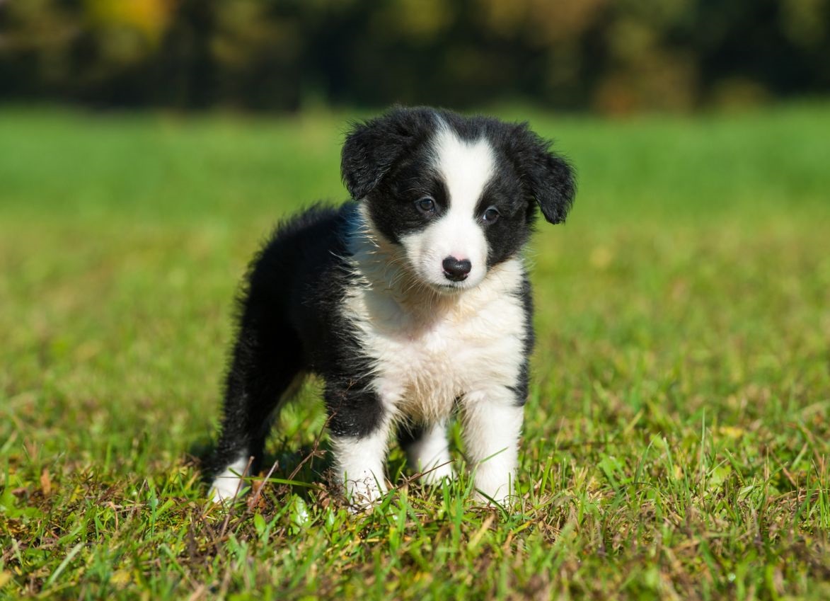 Border Collie