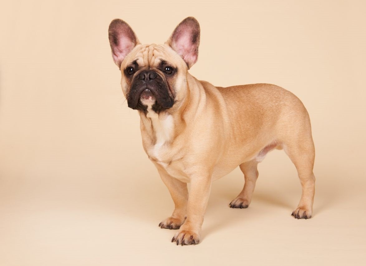 French Bulldog