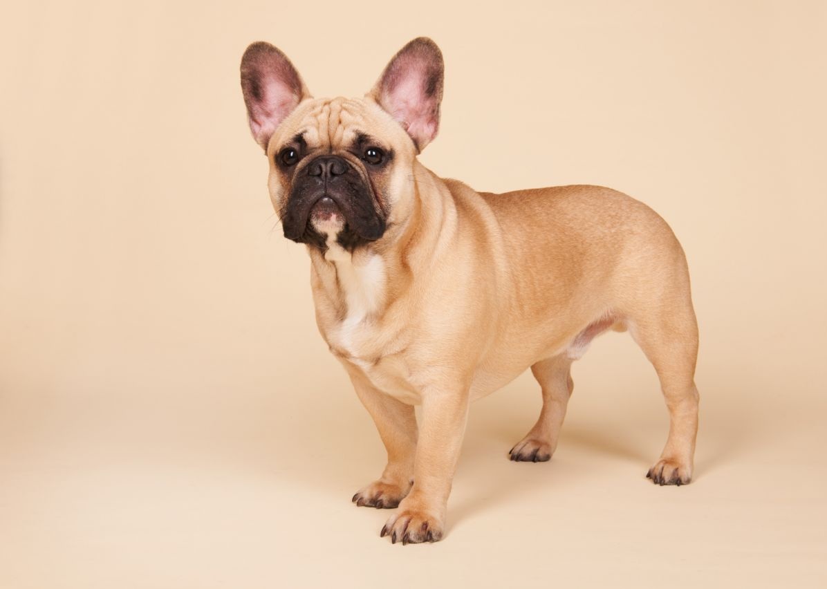 French Bulldog