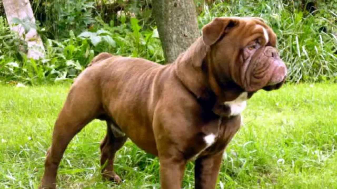 Olde English Bulldogge