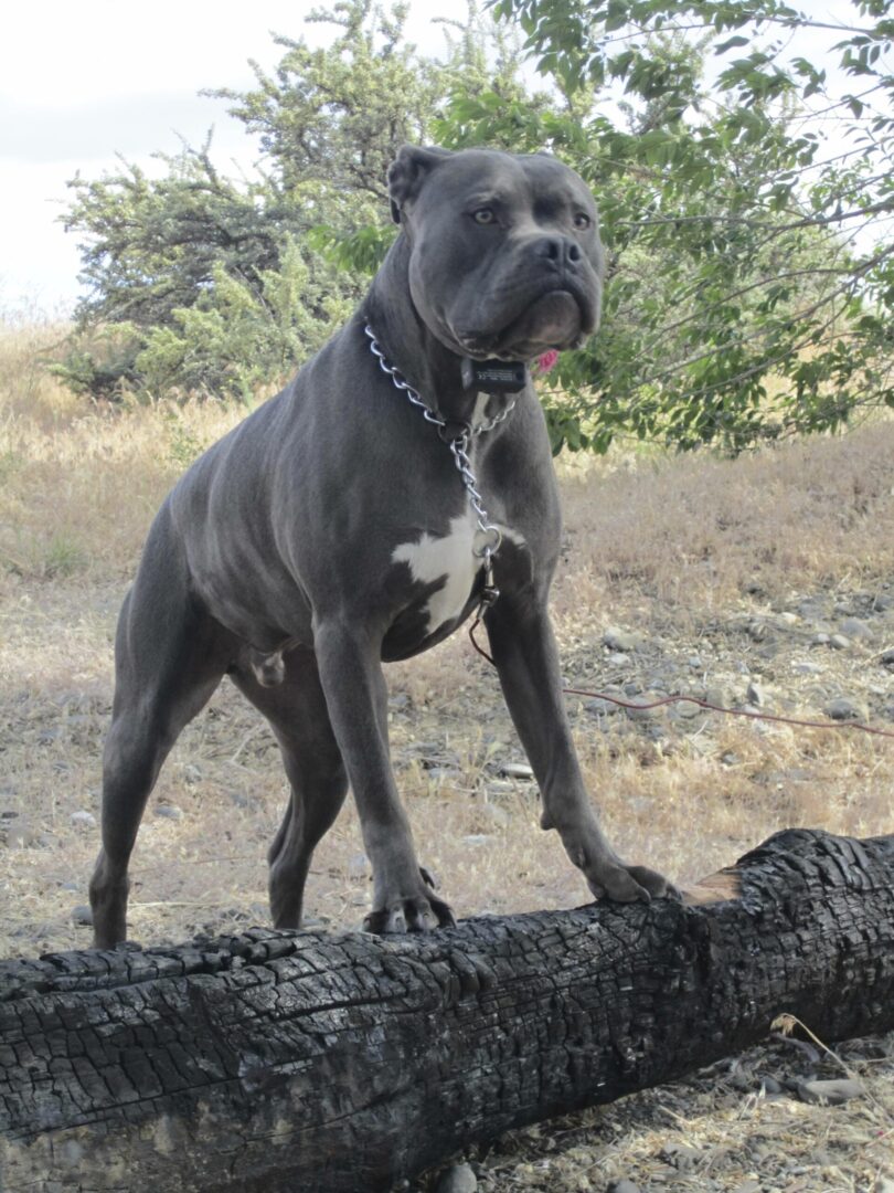 American Bandogge