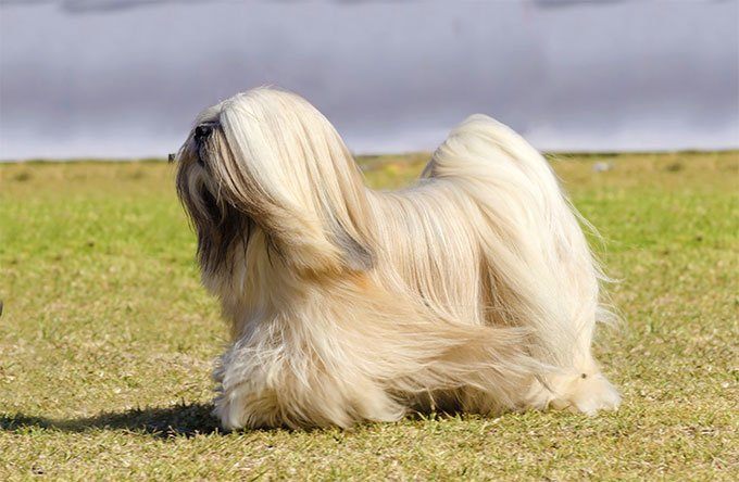 Lhasa Apso