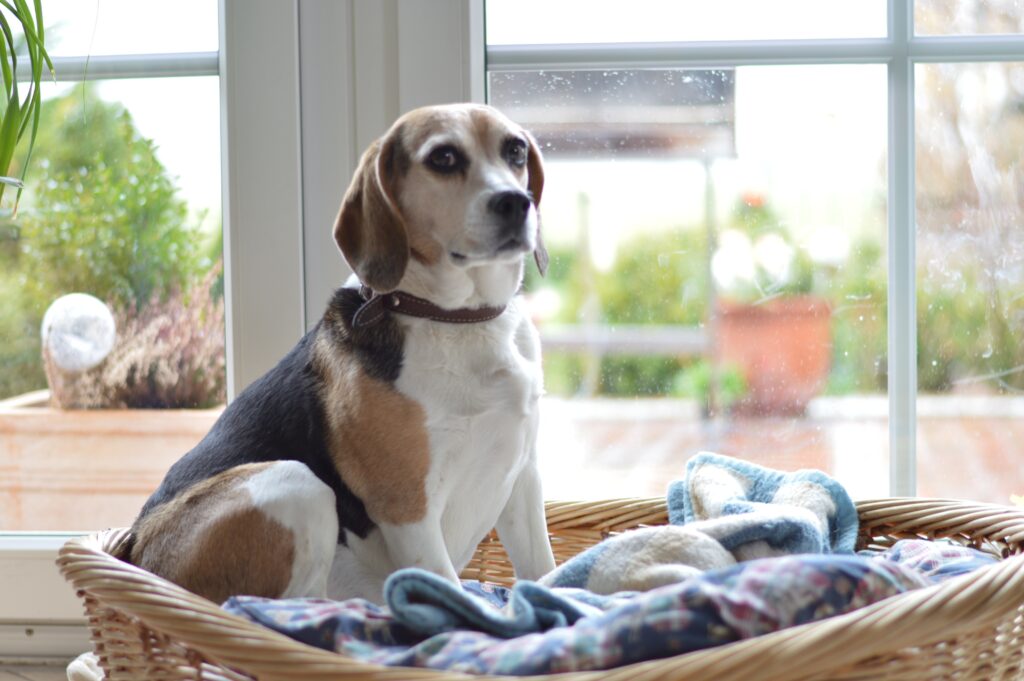 6 Breeds That Are Perfect Apartment Dwelling Dogs Simply For Dogs