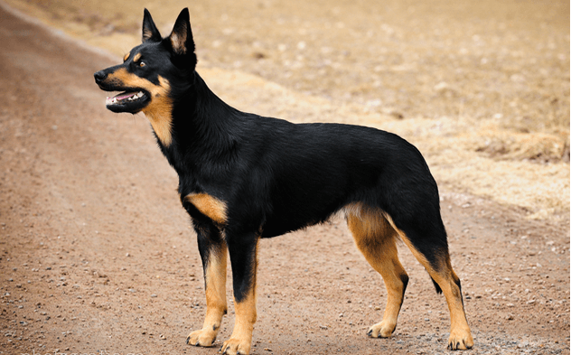 Australian Kelpie