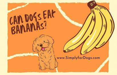 Can Dogs Eat Bananas