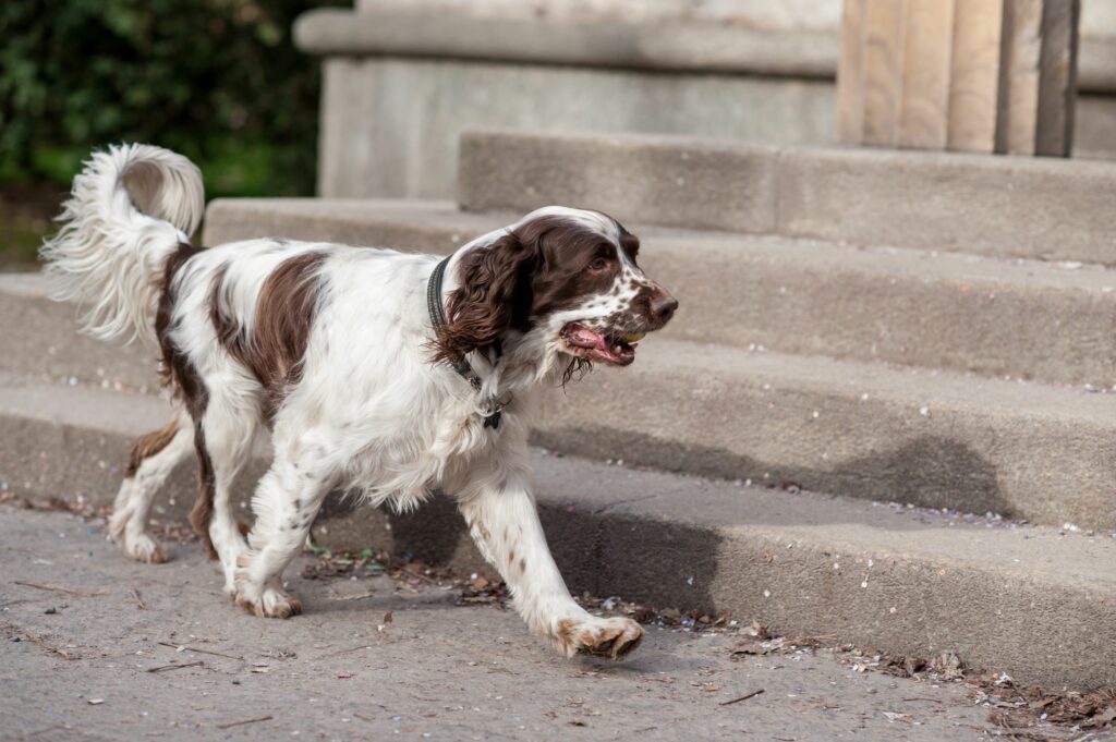 How to Turn an Outdoor Dog into an Indoor Dog Simply For Dogs