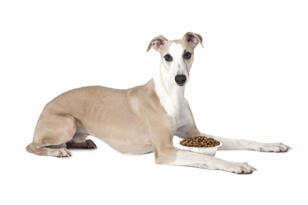 4-best-dog-food-for-whippets-simply-for-dogs