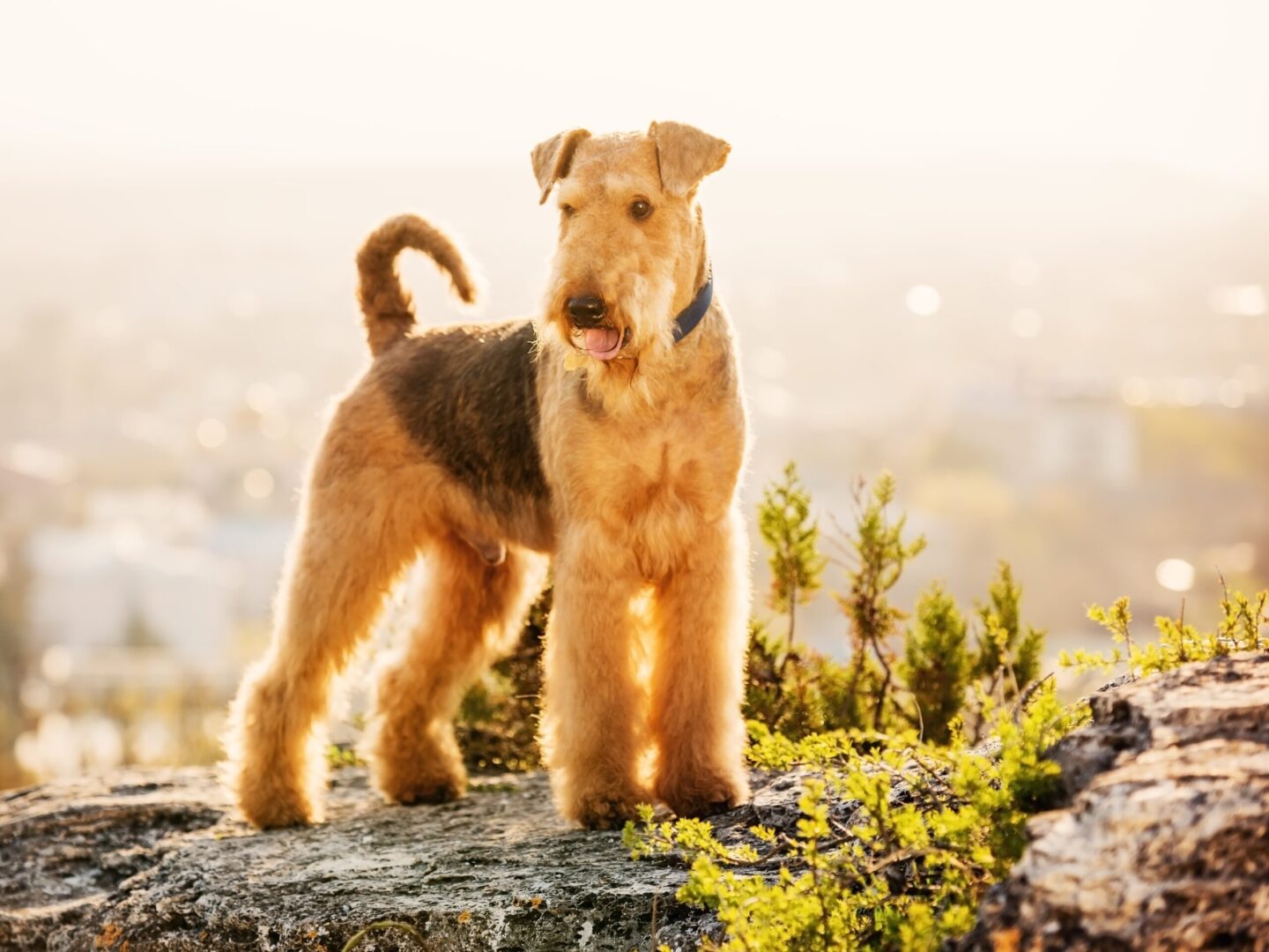 Airedale