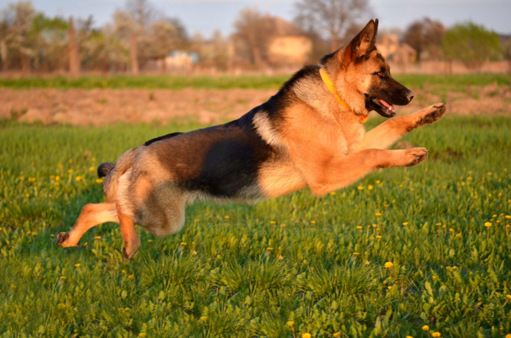 German Shepherd