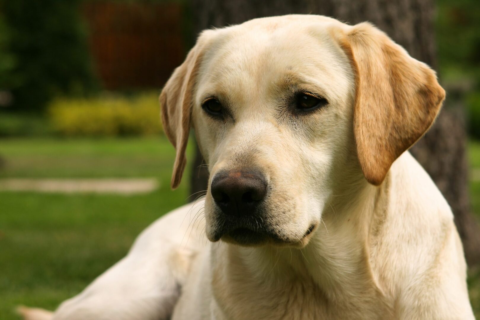 Labrador Retriever