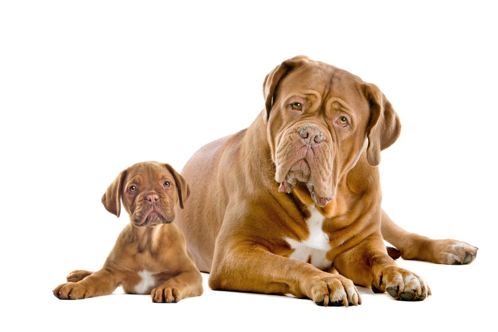 Dogue de Bordeaux