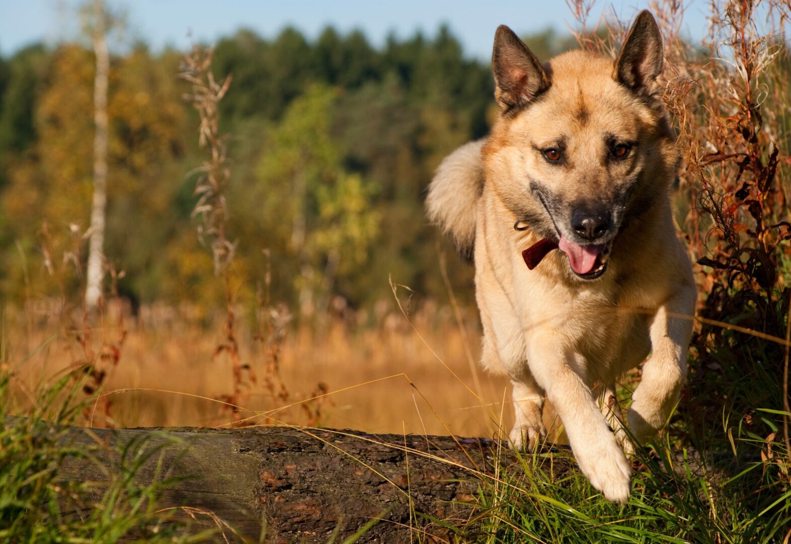 Dog Exercising