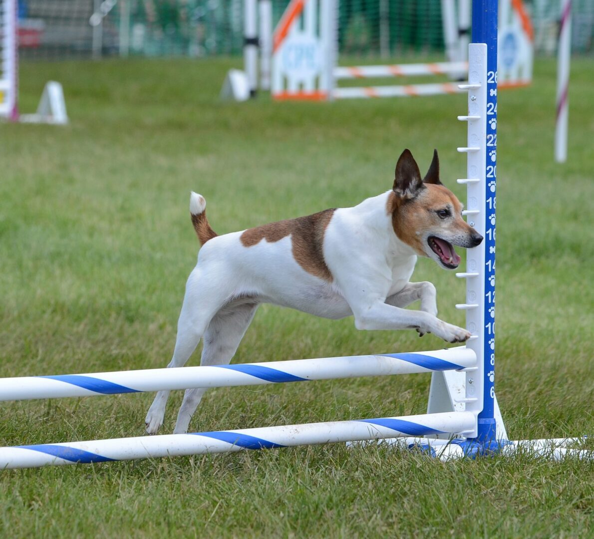 Teddy Roosevelt Terrier