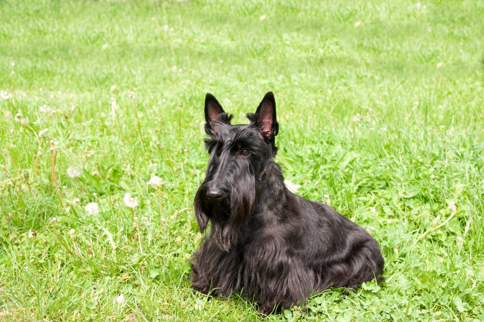 Scottish Terrier