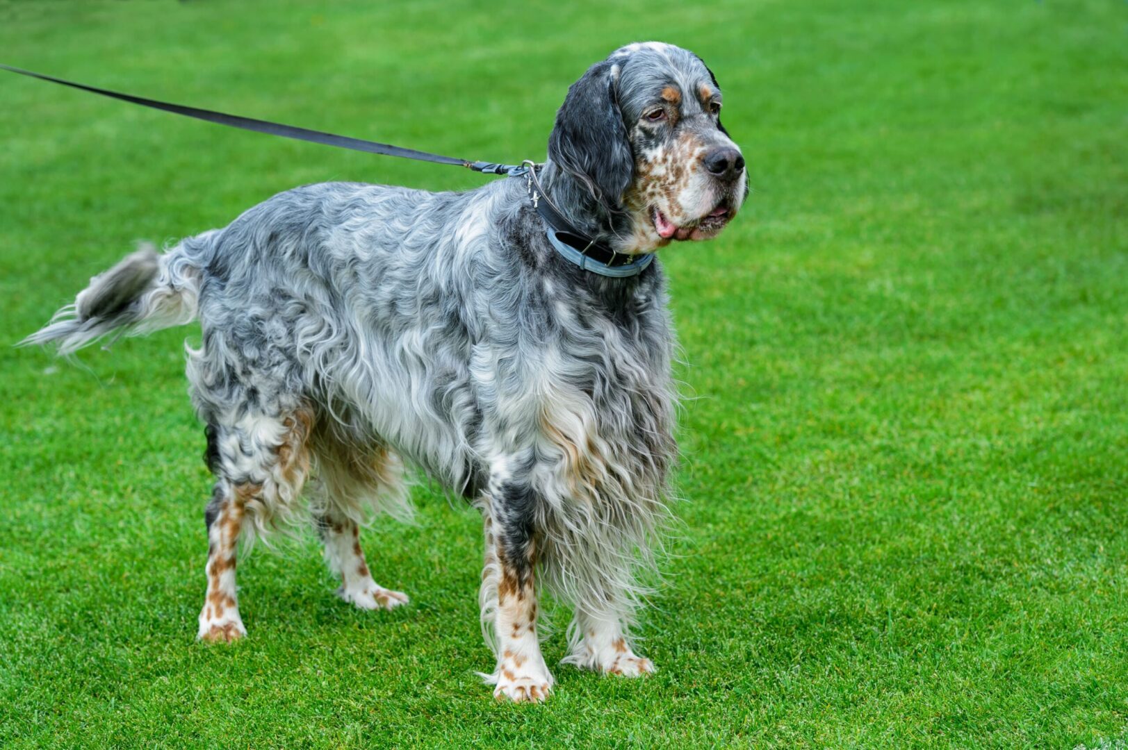 English Setter