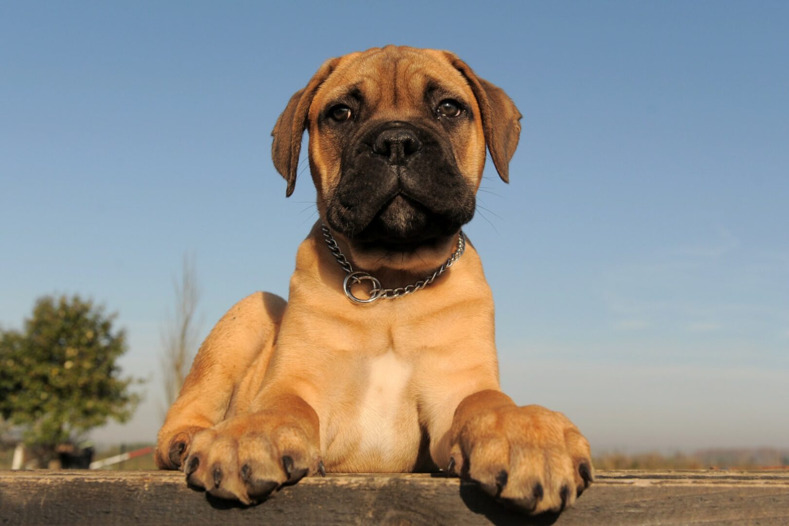 Bull Mastiff