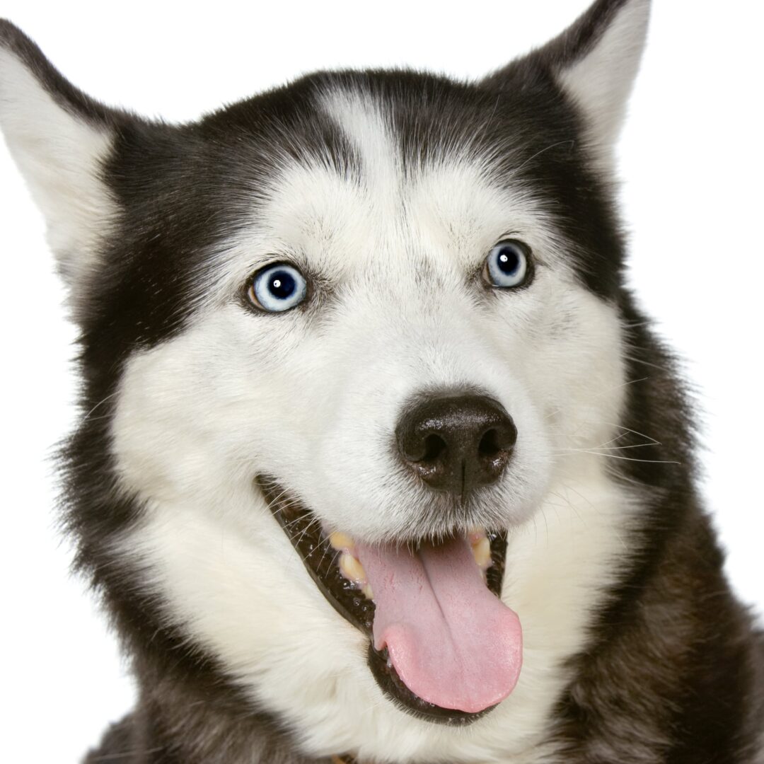 Siberian Husky