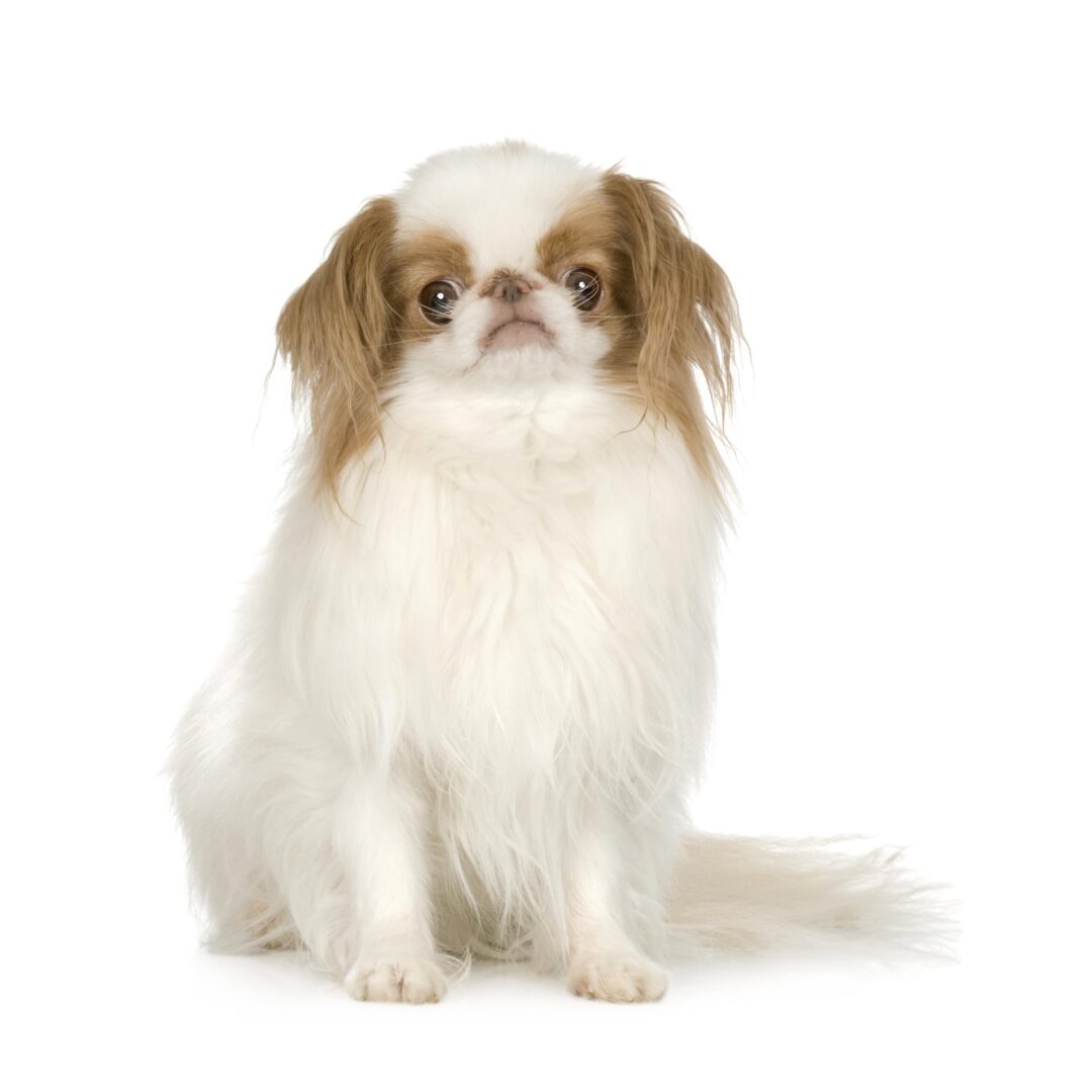 Japanese Chin